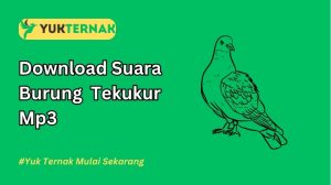 Suara Burung Tekukur