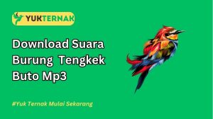 Download Suara Burung Tengkek Buto