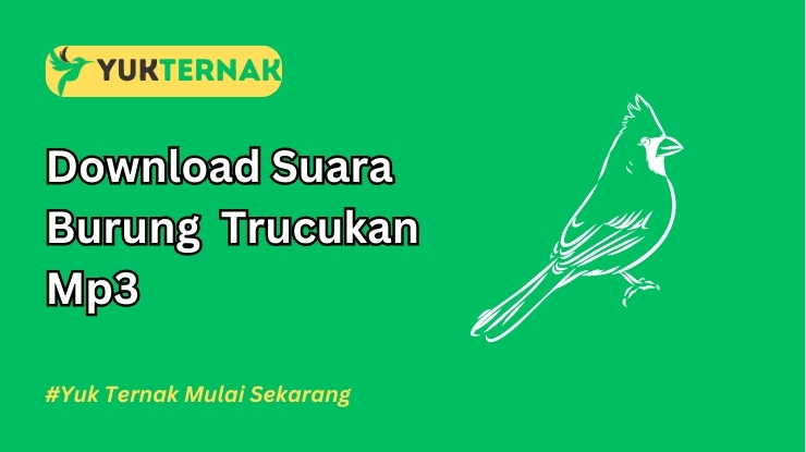 Suara Burung Trucukan