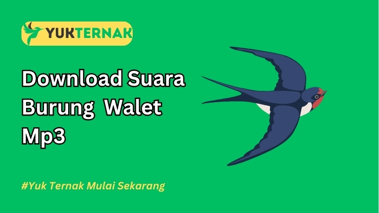 Suara Burung Walet